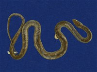 藏品(梭德氏游蛇)的圖片